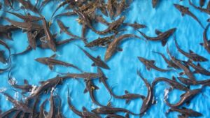 ¿El pescado de piscifactoría contiene anisakis?